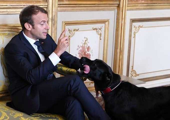 كلب الرئيس الفرنسي يقضي حاجته في الإليزيه أثناء اجتماع مع وزراء