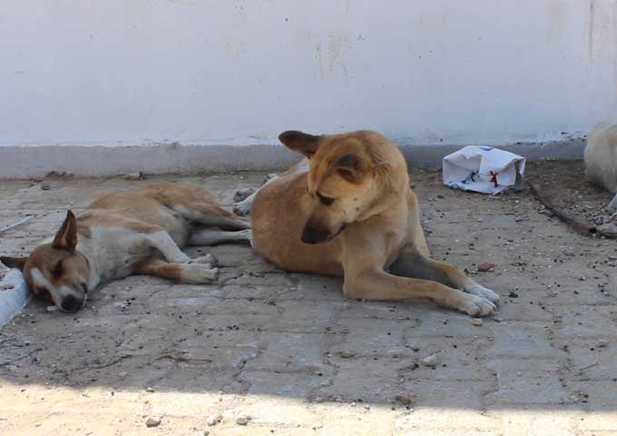 القصرين : أكثر من 2200 حالة نهش وعضّ وخدش في صفوف المواطنين بسبب كلاب سائبة