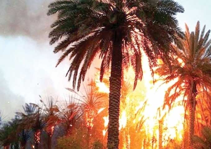 حريق بواحة توزر القديمة يتسبب في تضرر 350 شجرة نخيل